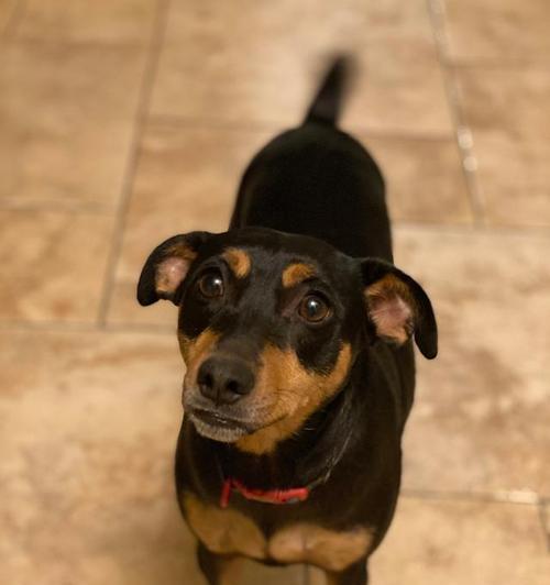 解读腊肠犬(了解腊肠犬的起源、特点与饲养注意事项)(图1) 解读腊肠犬(了解腊肠犬的起源、特点与饲养注意事项)(图1)