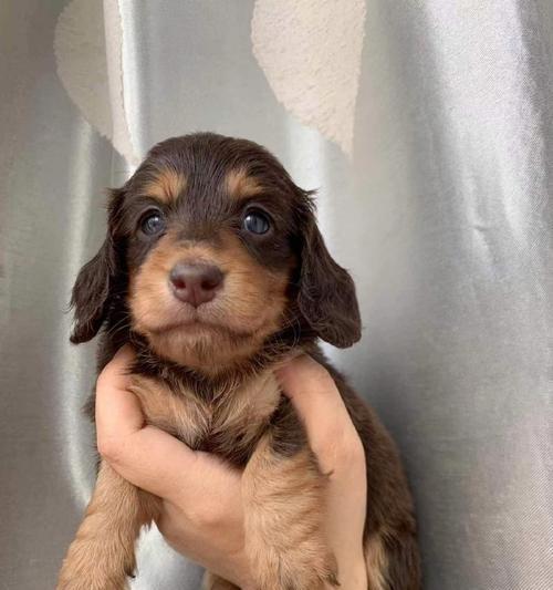 解读腊肠犬(了解腊肠犬的起源、特点与饲养注意事项)(图2) 解读腊肠犬(了解腊肠犬的起源、特点与饲养注意事项)(图2)