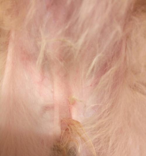 狗狗腿髋坏死(了解腿髋坏死的原因与治疗方法,为宠物狗的健康尽一份责任)(图3) 狗狗腿髋坏死(了解腿髋坏死的原因与治疗方法,为宠物狗的健康尽一份责任)(图3)