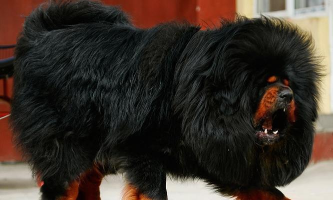 三个月藏獒的主食及喂养指南(为宠物藏獒提供健康均衡的饮食)(图3) 三个月藏獒的主食及喂养指南(为宠物藏獒提供健康均衡的饮食)(图3)