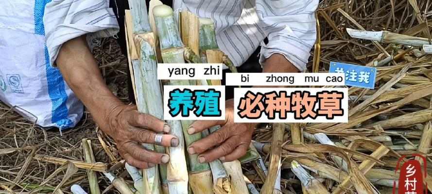 三个月藏獒的主食及喂养指南(为宠物藏獒提供健康均衡的饮食)(图1) 三个月藏獒的主食及喂养指南(为宠物藏獒提供健康均衡的饮食)(图1)