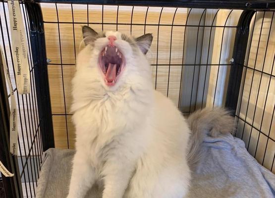 散养宠物的乐趣和挑战(以自由和关爱共享生活的魅力)(图3) 散养宠物的乐趣和挑战(以自由和关爱共享生活的魅力)(图3)