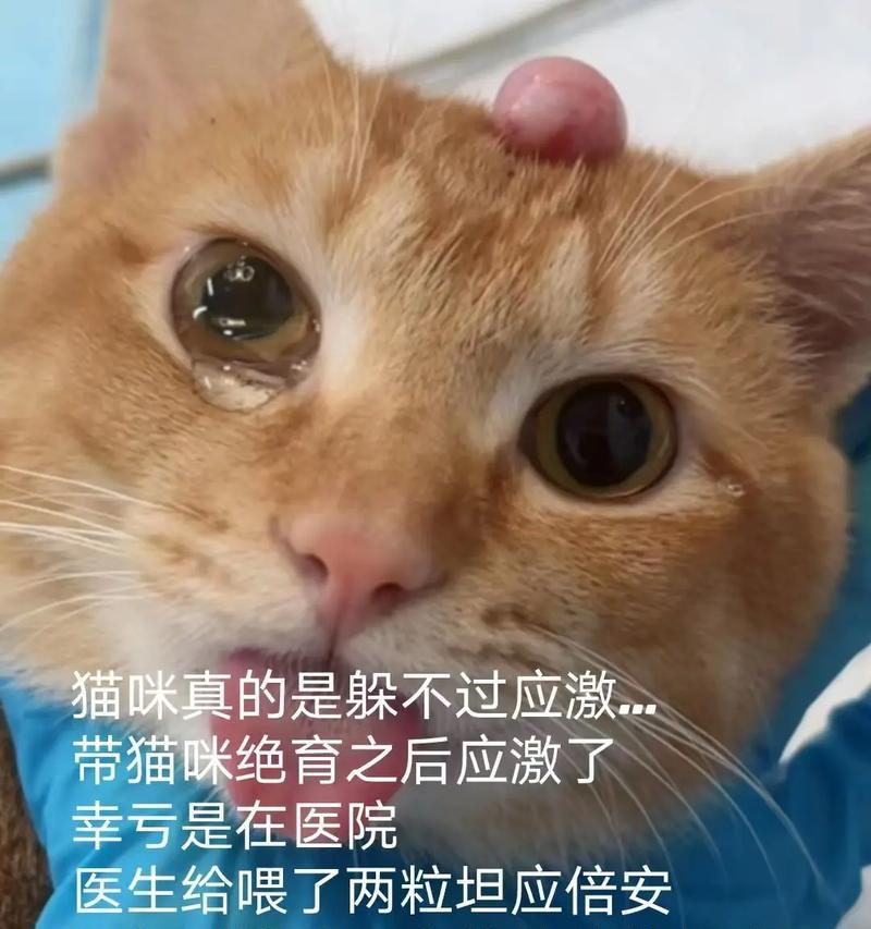 猫绝育后的注意事项(细心呵护,让猫咪更健康)(图3) 猫绝育后的注意事项(细心呵护,让猫咪更健康)(图3)