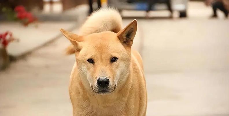 土狗饲养全攻略：揭秘为何如此易养(图2)