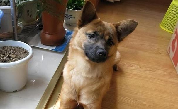 土狗饲养全攻略：揭秘为何如此易养(图3)