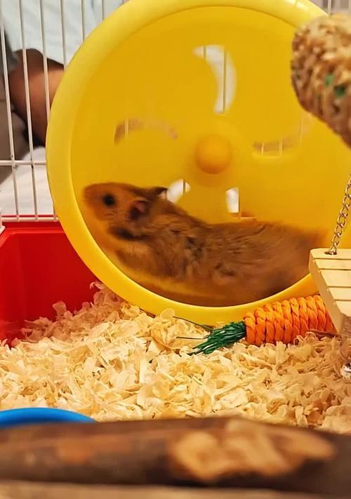 仓鼠洗澡最佳时机全攻略(图3)