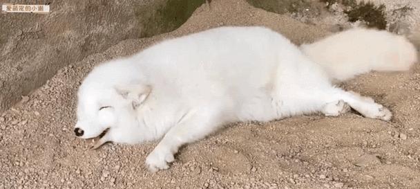 家养狐狸品种选择关键全攻略