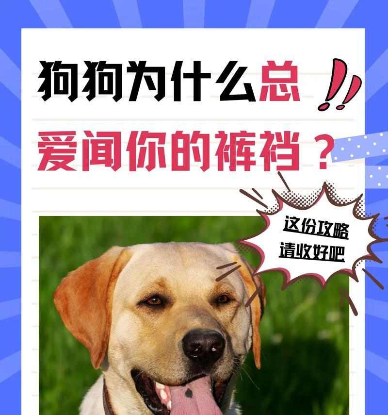 狗狗咬自己原因及应对方法全攻略