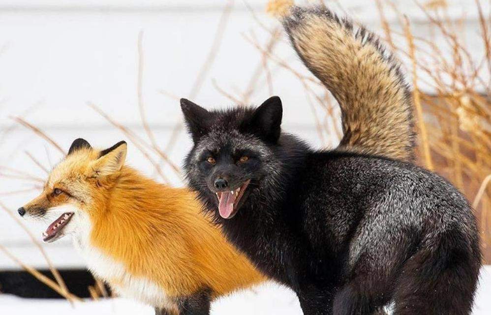 家养狐狸品种选择关键全攻略(图2)