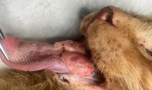 外科手术中阶实战班：2人组一猫一狗超多实操｜实操全攻略(图1)