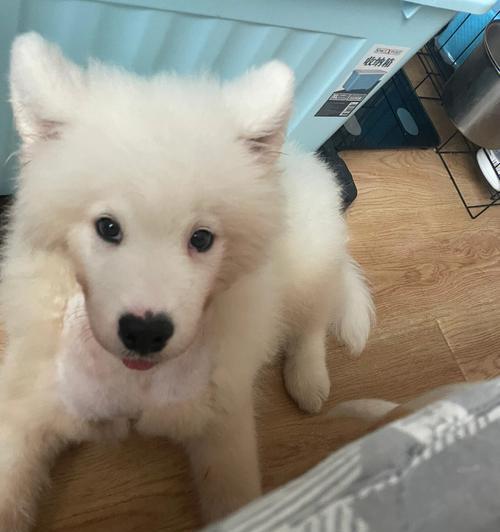 萨摩犬换毛季节全攻略：掌握周期与护理核心技巧(图1)