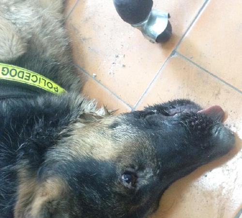 狗狗双甲眯中毒症状与处理措施｜宠物急救全攻略(图2)