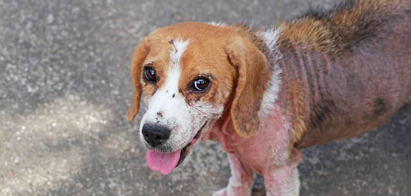 狗狗双甲眯中毒症状与处理措施｜宠物急救全攻略(图1)