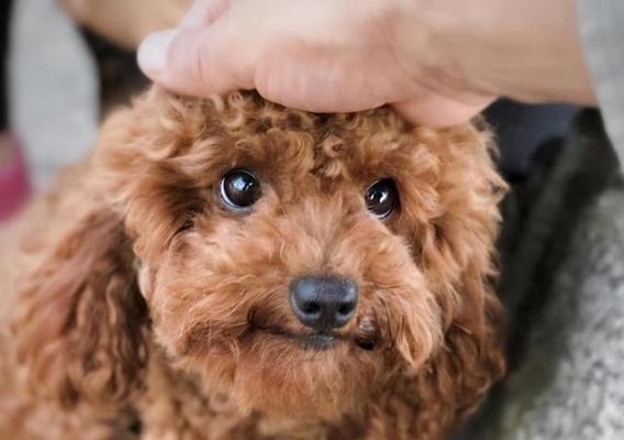 泰迪狗换牙时机与注意事项｜正确护理全攻略(图2)