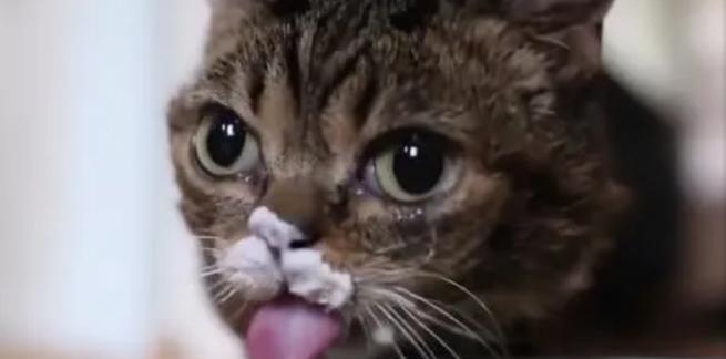 猫为什么喜欢喝酸奶？对健康的影响及喂养全攻略(图1)