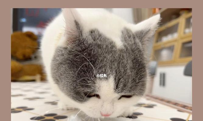 猫为什么喜欢喝酸奶？对健康的影响及喂养全攻略(图2)