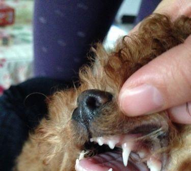 泰迪狗换牙时机与注意事项｜正确护理全攻略(图3)