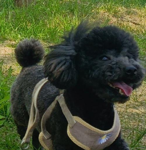 泰迪狗换牙时机与注意事项｜正确护理全攻略