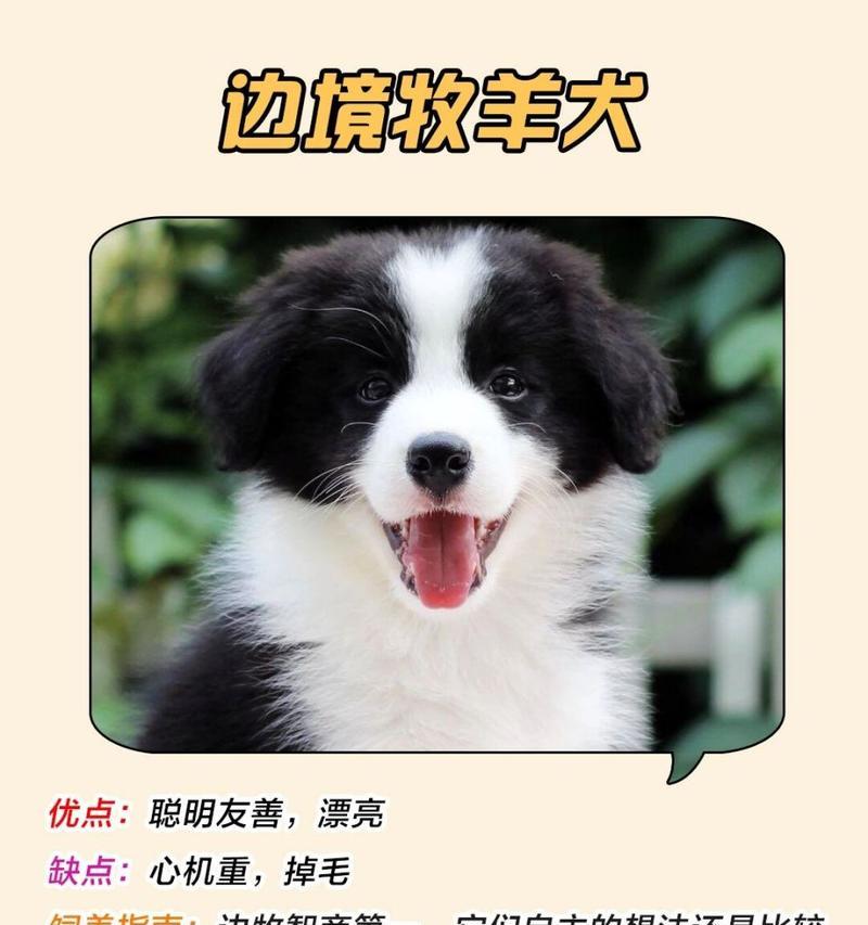 贵宾掉毛原因及解决方法｜保持毛发健康光滑全攻略(图1)