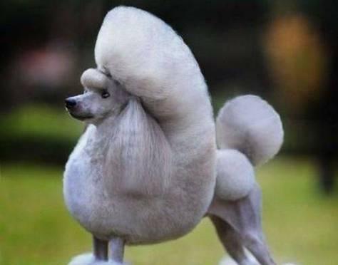 贵宾掉毛原因及解决方法｜保持毛发健康光滑全攻略(图2)