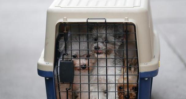 宠物寄送必备物品清单：从运输箱到保险的全方位准备指南(图3)