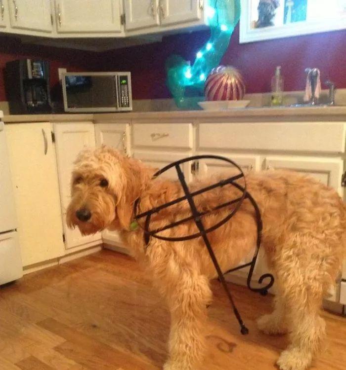 贵宾掉毛原因及解决方法｜保持毛发健康光滑全攻略(图3)