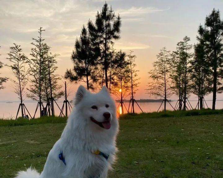 萨摩犬换毛季节全攻略：掌握周期与护理核心技巧(图3)