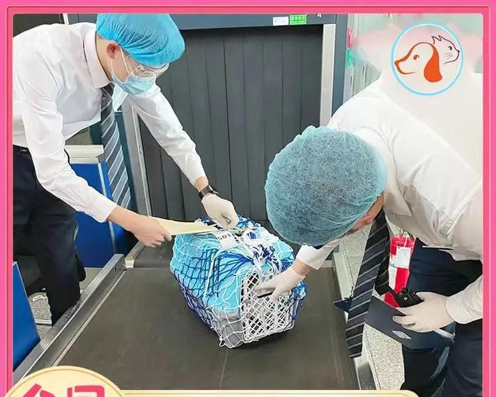 宠物寄送必备物品清单：从运输箱到保险的全方位准备指南(图2)