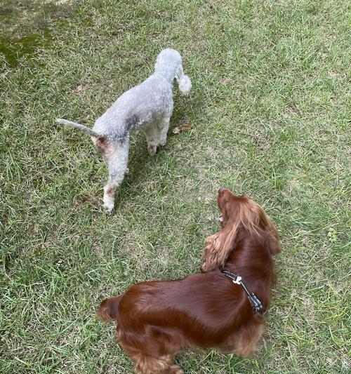 萨摩犬换毛季节全攻略：掌握周期与护理核心技巧(图2)