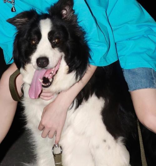 为什么不要养巨型犬？巨型犬养育的挑战与风险全攻略(图3)