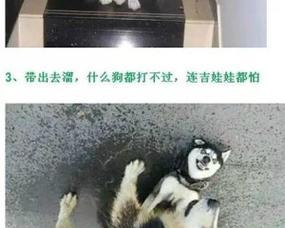 为什么不要养巨型犬？巨型犬养育的挑战与风险全攻略(图2)