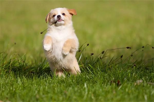 茶杯犬怎么训练？掌握这些方法和技巧｜实用训练全攻略