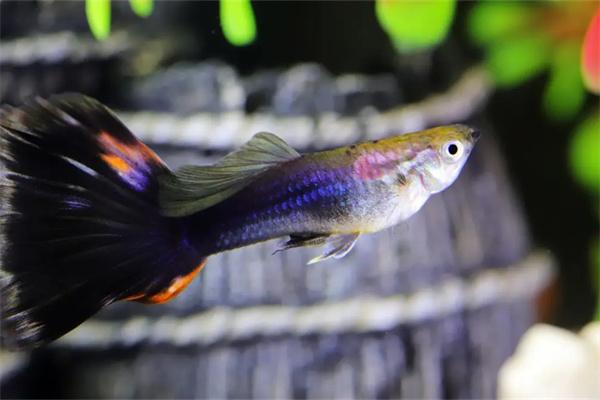 三角灯鱼怎么养? 三角灯鱼可以和什么鱼混养?混养全攻略与注意事项(图2)