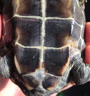 乌龟烂甲成因及预防方法｜实用保健指南(图3)