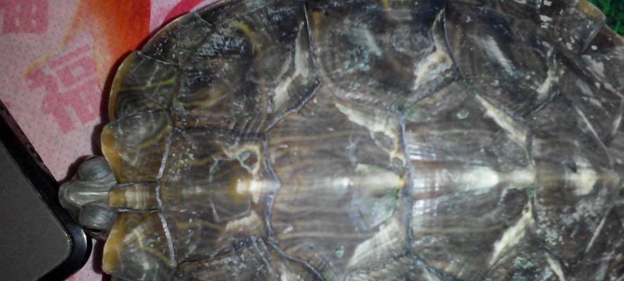 乌龟烂甲成因及预防方法｜实用保健指南