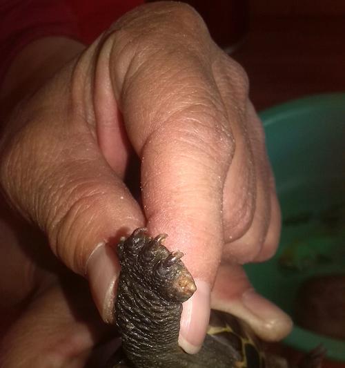 乌龟烂甲成因及预防方法｜实用保健指南(图2)