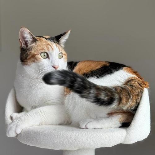 散养宠物的乐趣与挑战：自由与关爱的实用指南(图1)