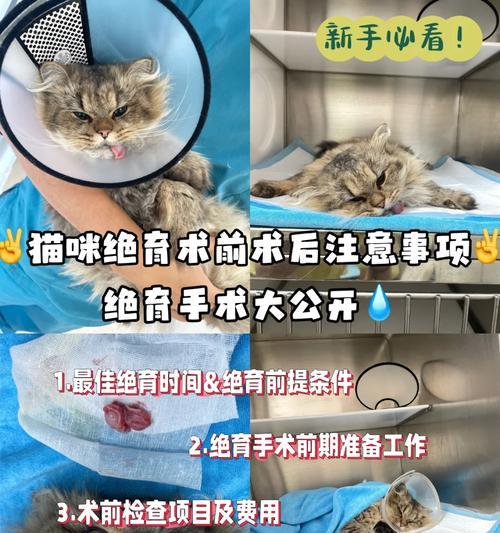 猫绝育后如何护理？15个注意事项全攻略(图2)