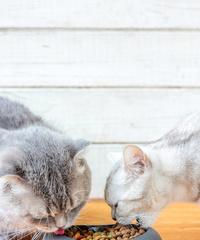 家猫饮食宝典：满足健康需求的实用指南｜饮食全攻略(图3)