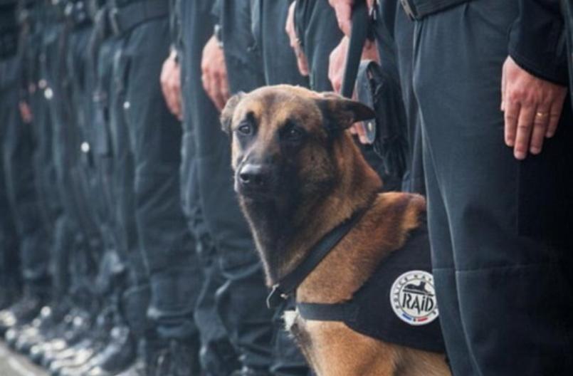 警犬品种选择指南：如何选出工作效能最佳的犬种(图2)