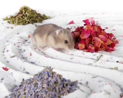 仓鼠洗澡最佳时机与注意事项｜清洁健康全攻略