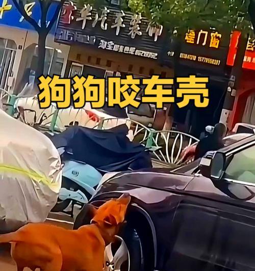 狗狗为什么爱咬自己？原因分析与应对方法全攻略(图2)