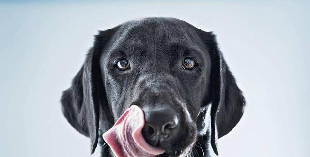 狗狗嘴红原因全解析：常见诱因与实用应对方法｜宠物护理指南(图2)