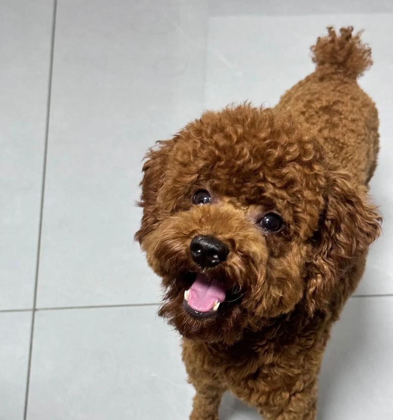 狗狗嘴红原因全解析：常见诱因与实用应对方法｜宠物护理指南(图3)