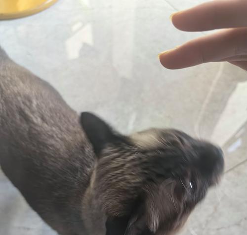 暹罗猫剃毛后变黑原因及解决方法｜毛色护理全攻略(图2)