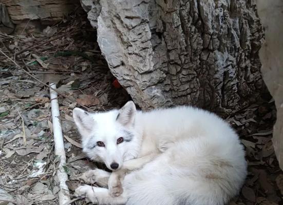 以家养狐狸，品种选择关键｜家庭饲养全攻略(图3)