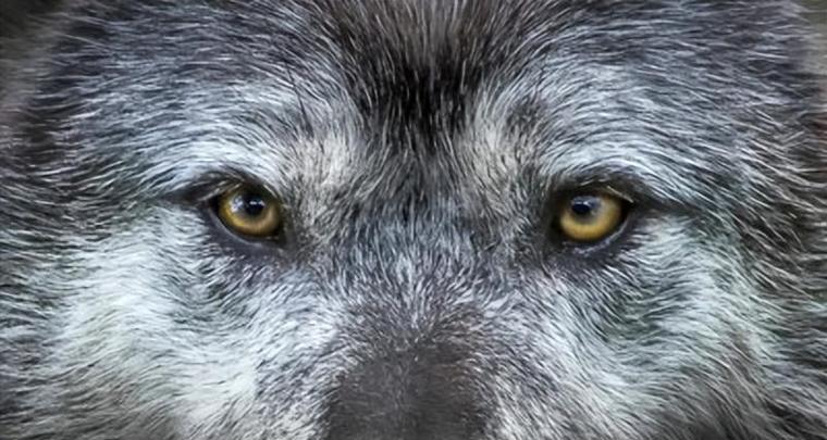 狗眼中的真诚与温暖：15种眼神背后的情感世界解析(图2)