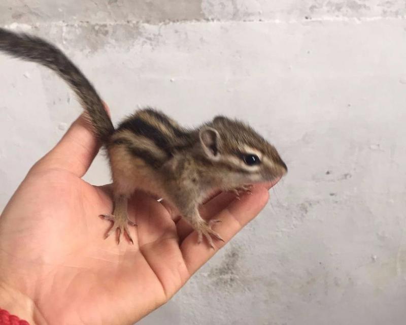 松鼠宠物品种选择与驯养方法｜从入门到亲密陪伴全攻略(图1)