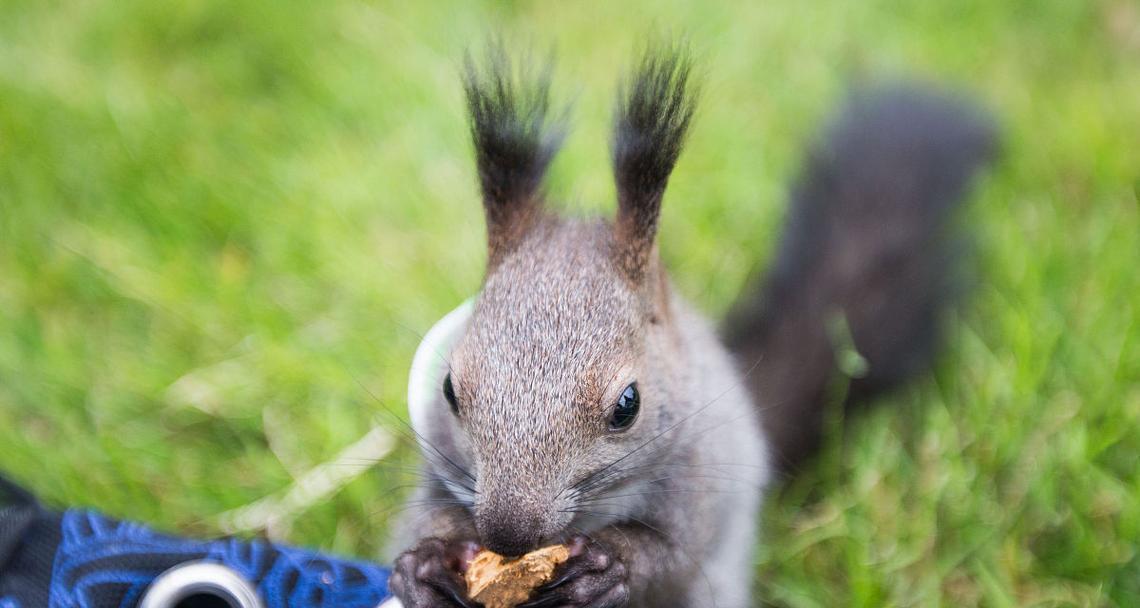松鼠宠物品种选择与驯养方法｜从入门到亲密陪伴全攻略(图3)