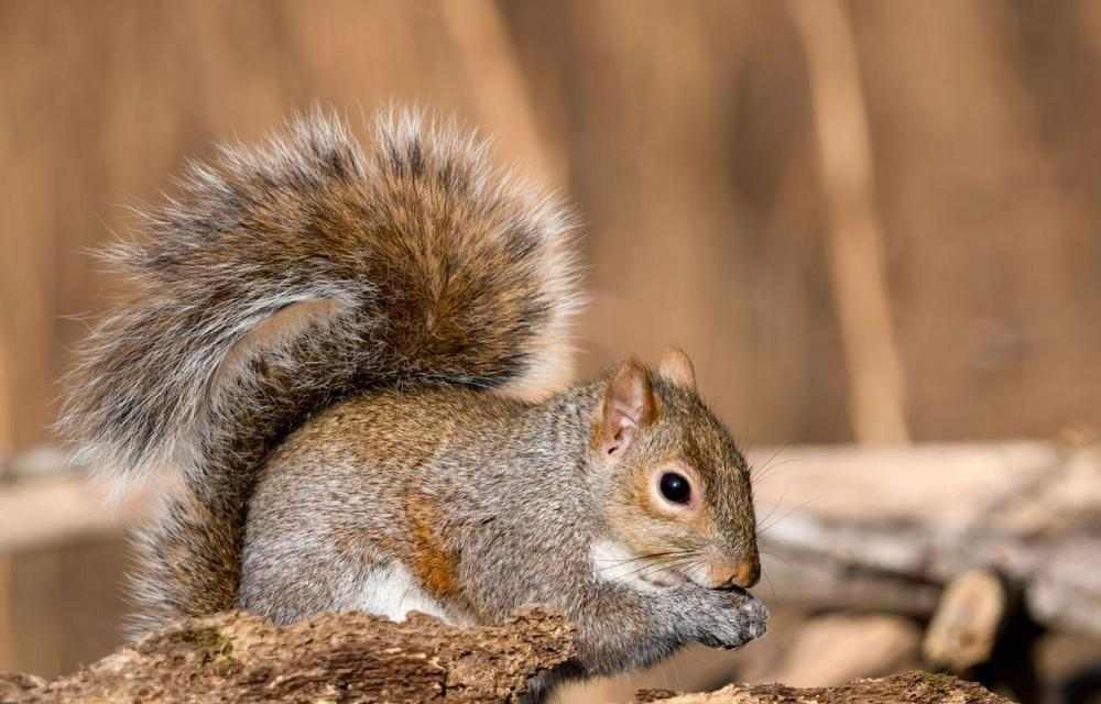 松鼠宠物品种选择与驯养方法｜从入门到亲密陪伴全攻略(图2)